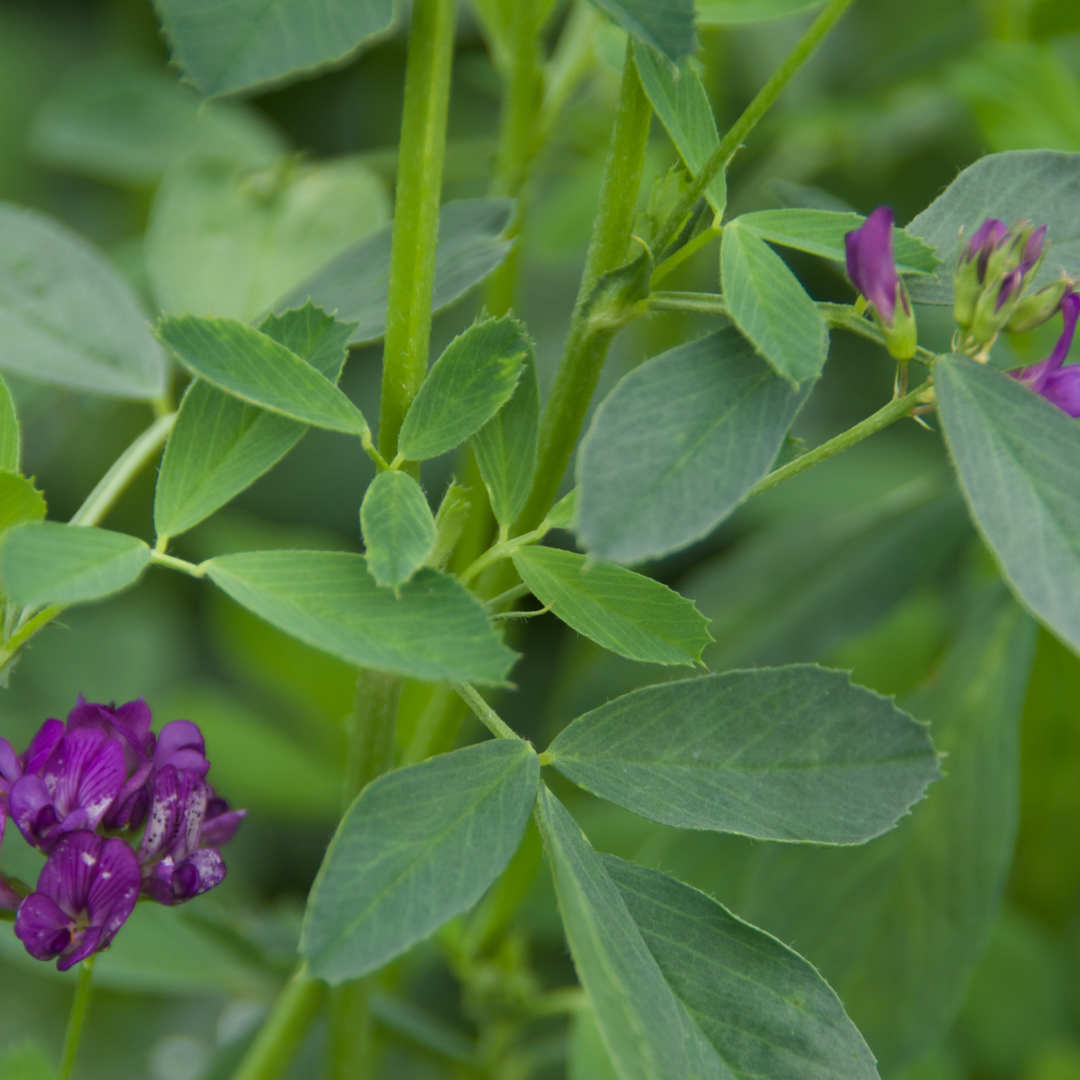 Alfalfa Leaf - Medicago sativa