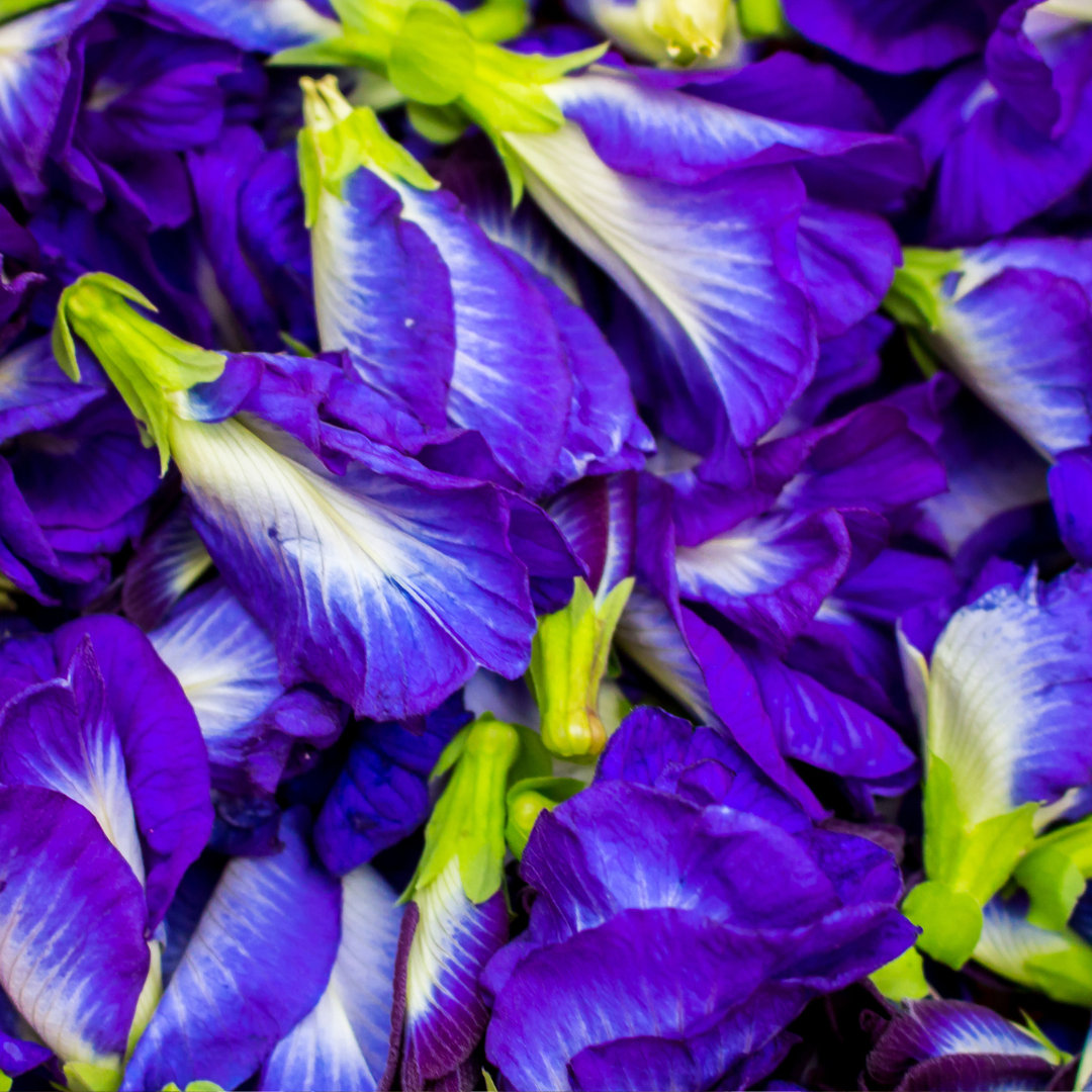 Butterfly Pea Flower - Clitoria ternatea