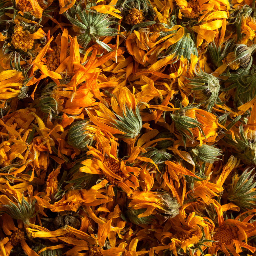 Calendula Flower - Calendula officinalis