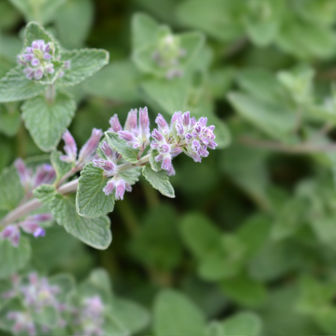 Catnip - Nepeta cataria