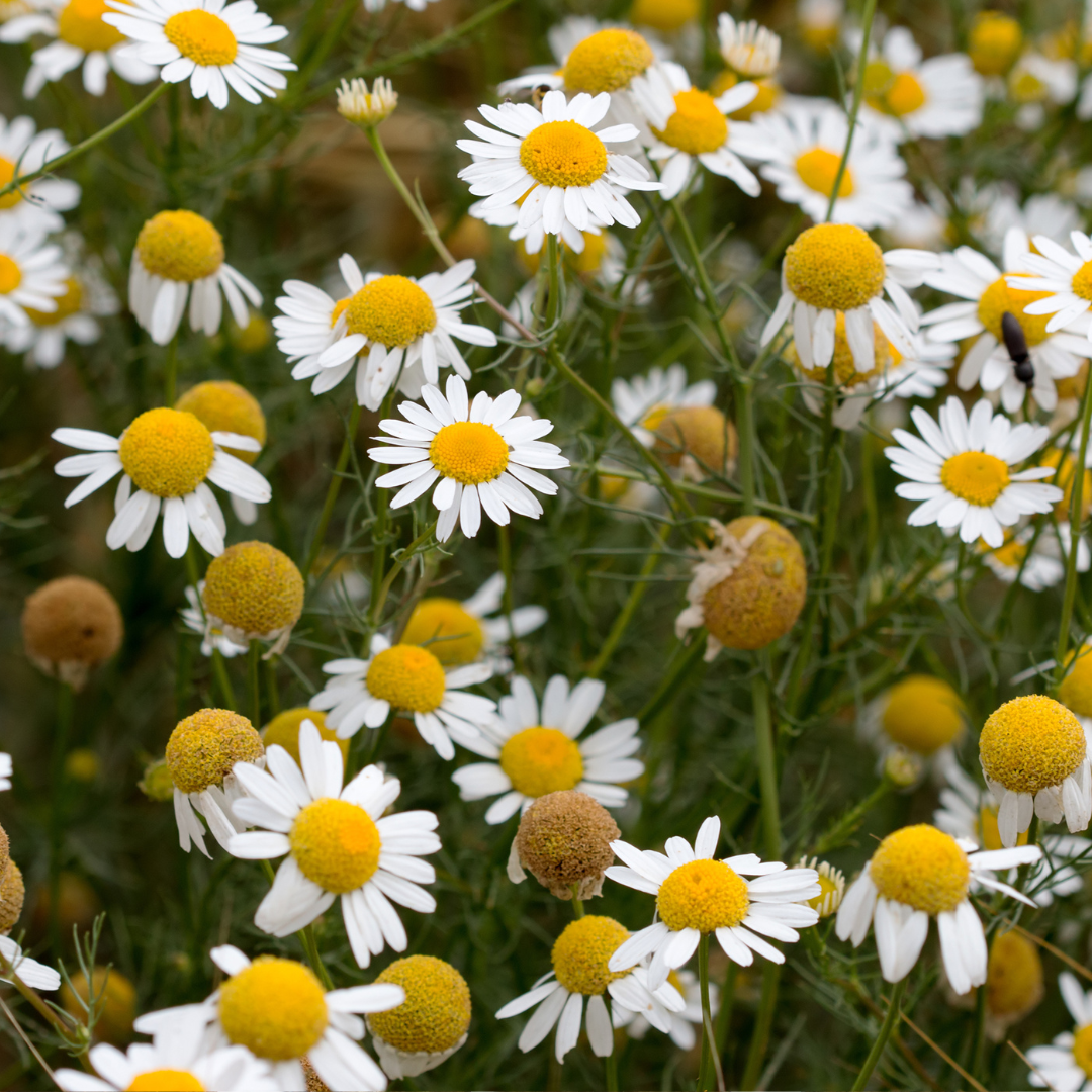 Chamomile - Matricaria chamomilla