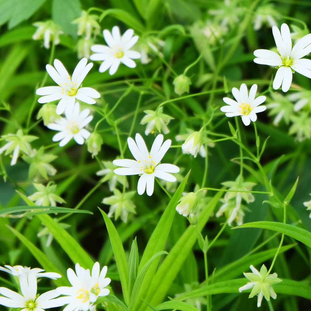 Chickweed - Stellaria media