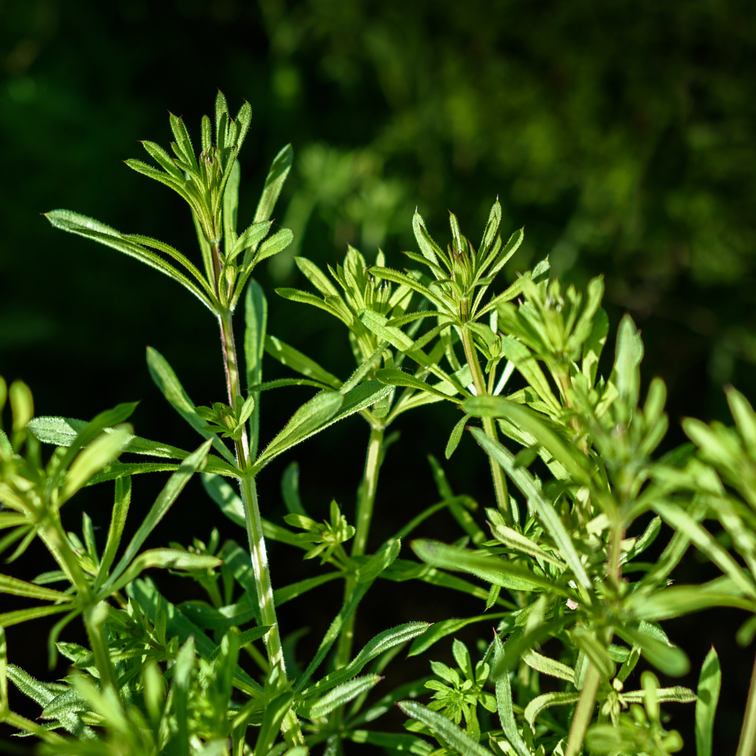 Cleavers - Galium aparine