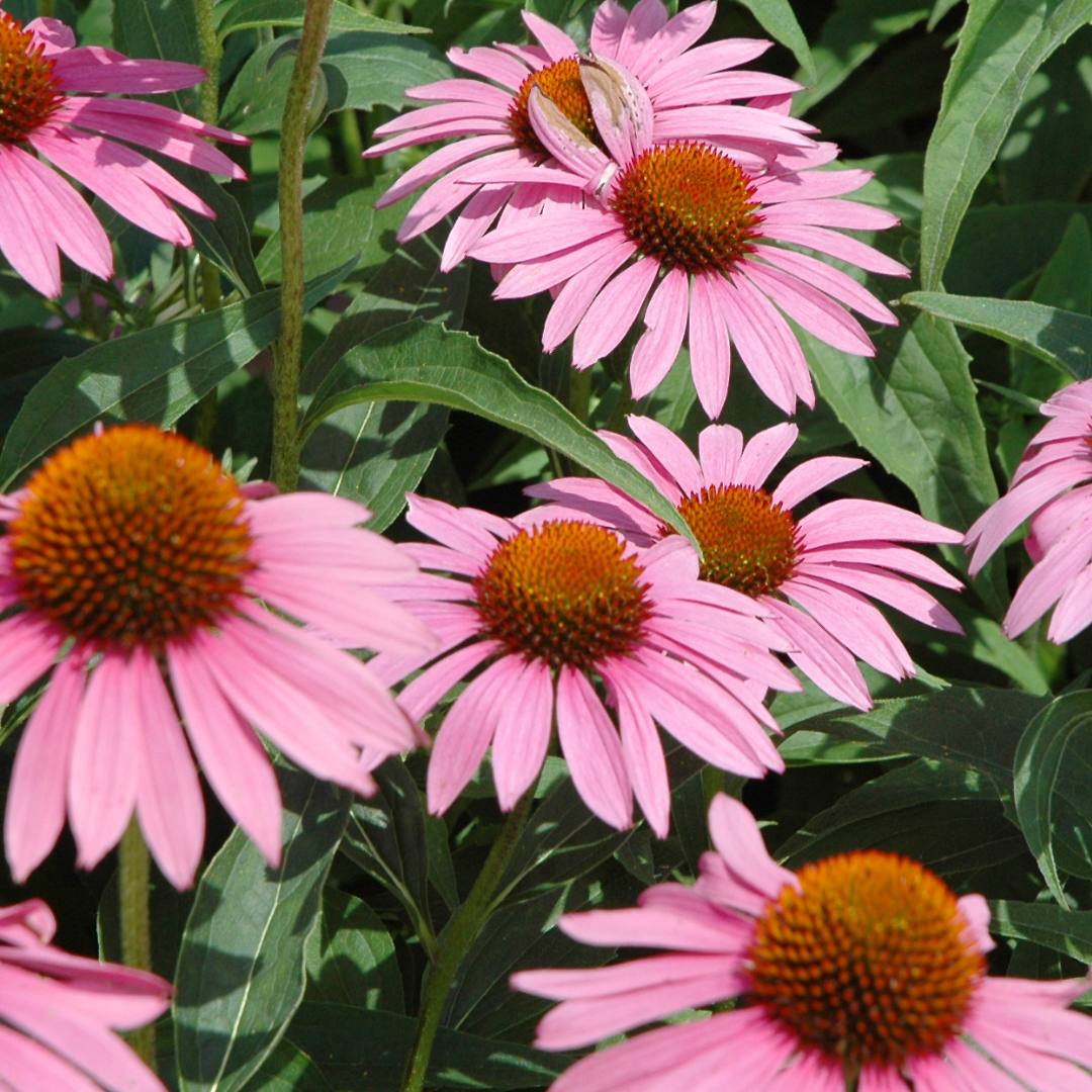 Echinacea Leaf - Echinacea purpurea / Echinacea angustifolia