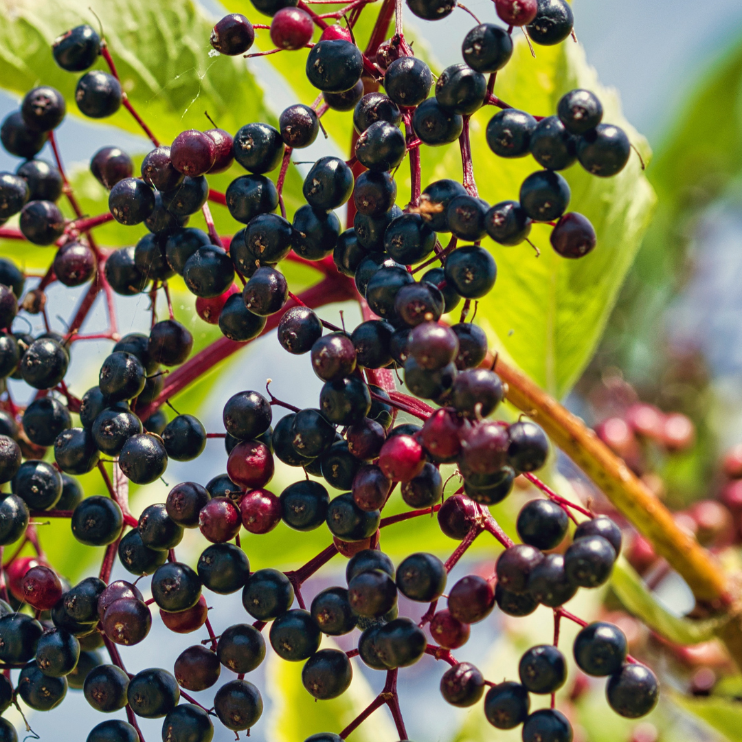 Elderberry - Sambucus nigra