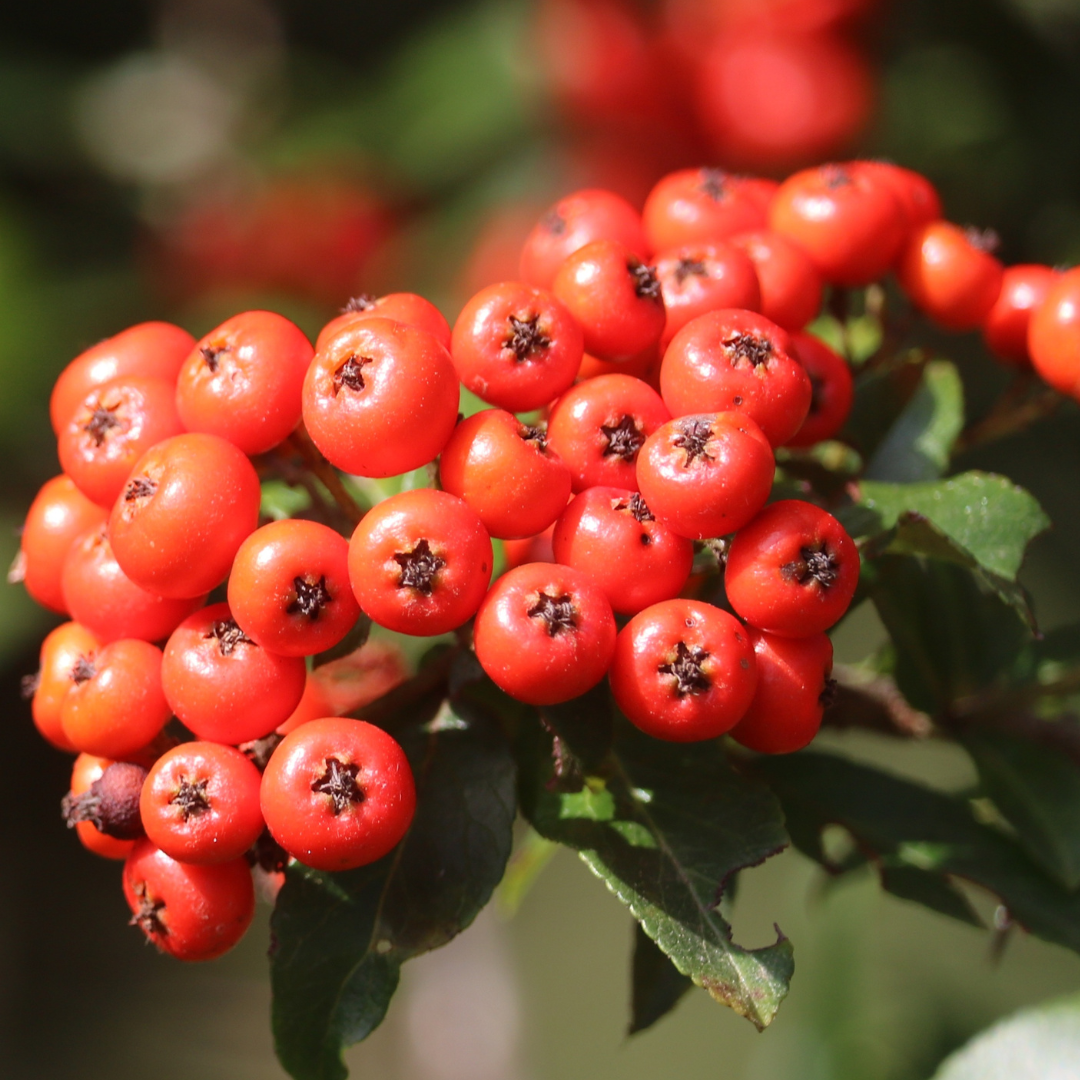 Hawthorn Berry - Crataegus spp.