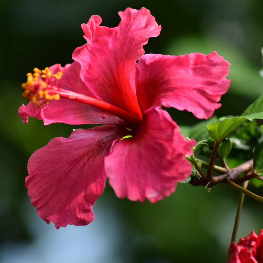 Hibiscus - Hibiscus sabdariffa