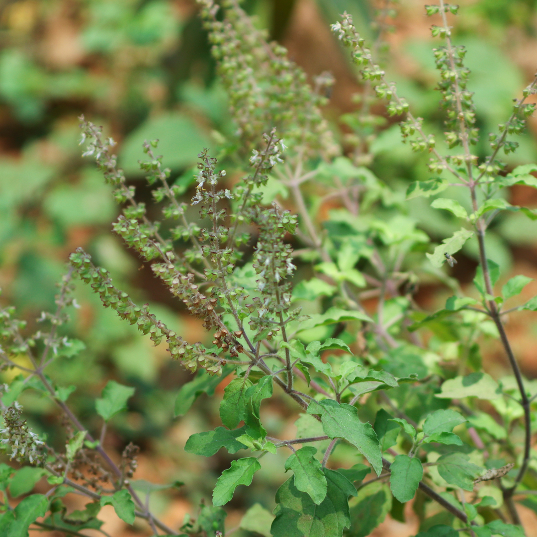 Holy Basil / Tulsi - Ocimum tenuiflorum