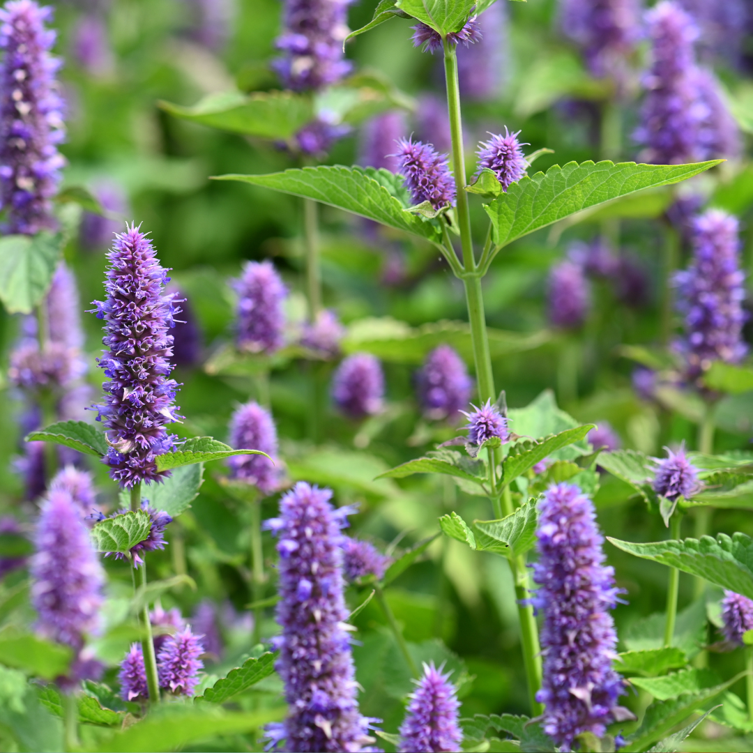 Hyssop - Hyssopus officinalis