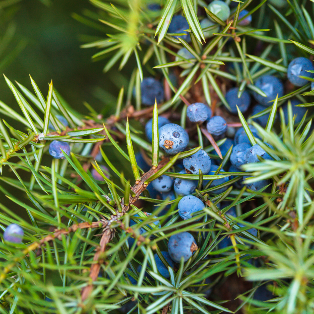 Juniper Berry - Juniperus communis