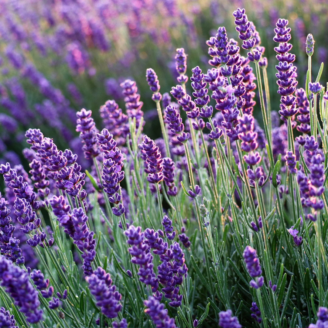 Lavender - Lavandula angustifolia