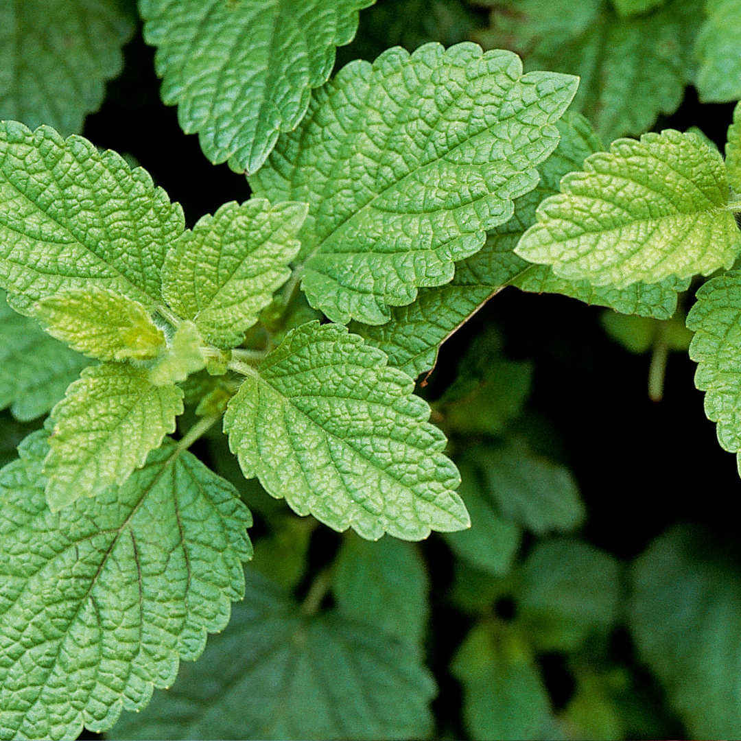 Lemon Balm - Melissa officinalis