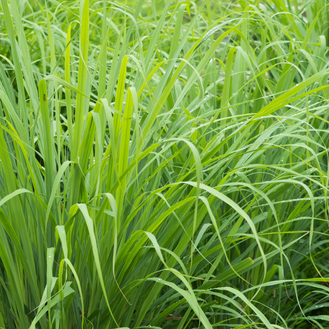 Lemongrass - Cymbopogon citratus