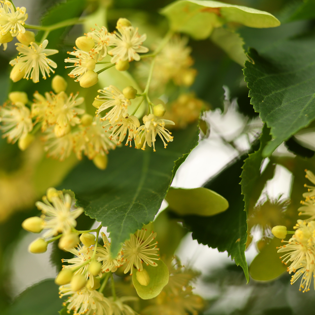 Linden - Tilia spp.