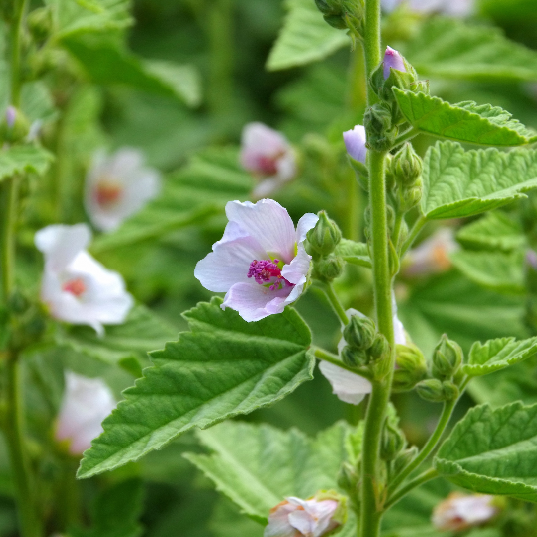 Marshmallow Leaf - Althaea officinalis