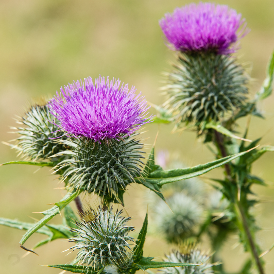 Milk Thistle - Silybum marianum