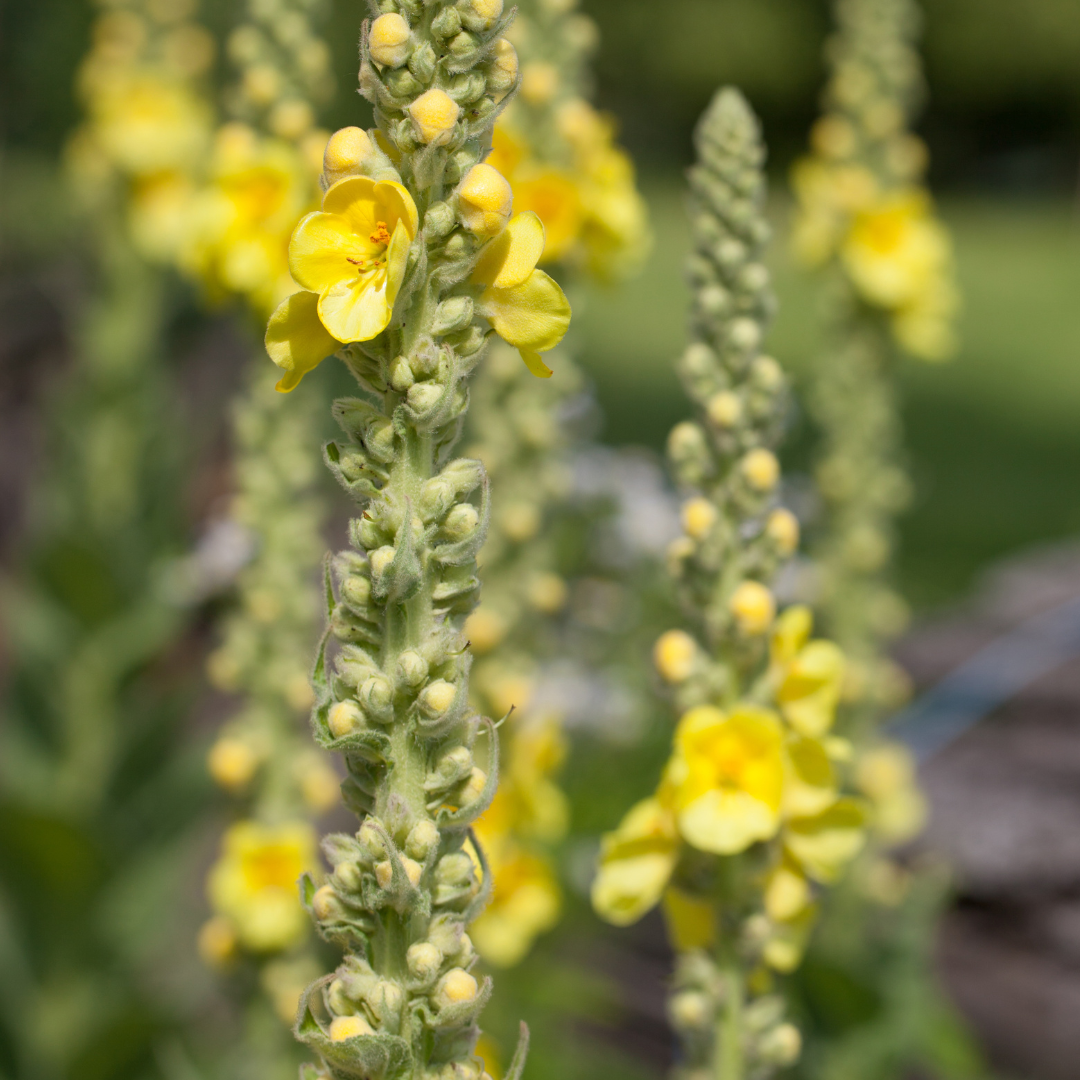 Mullein Leaf - Verbascum thapsus