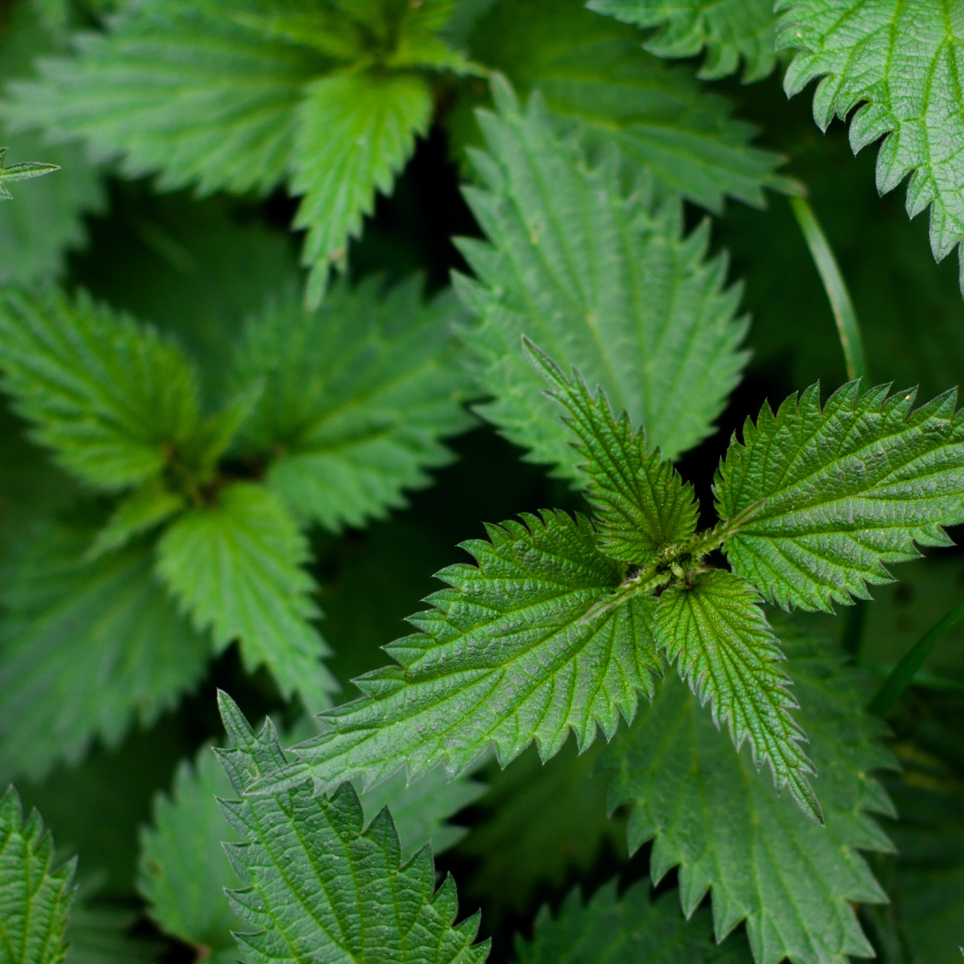 Nettle Leaf - Urtica dioica