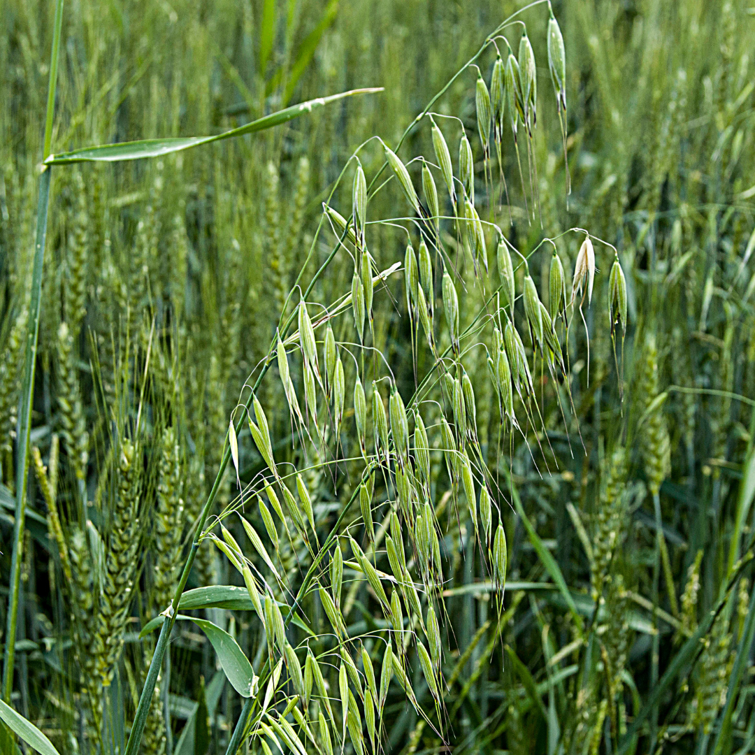 Oatstraw - Avena sativa