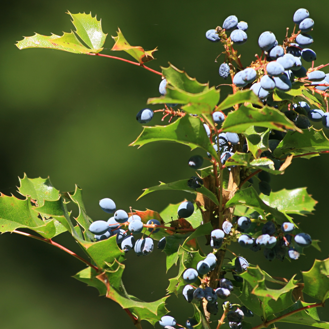 Oregon Grape Root - Mahonia aquifolium