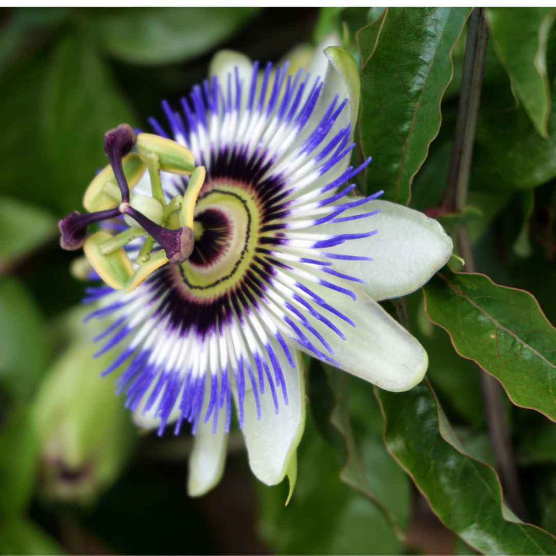 Passionflower - Passiflora incarnata