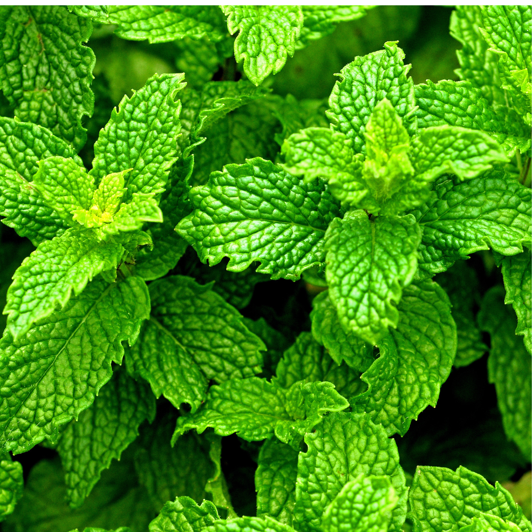 Peppermint Leaf - Mentha × piperita