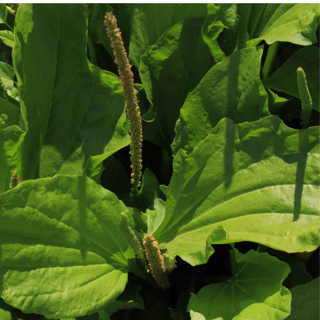 Plantain Leaf - Plantago major