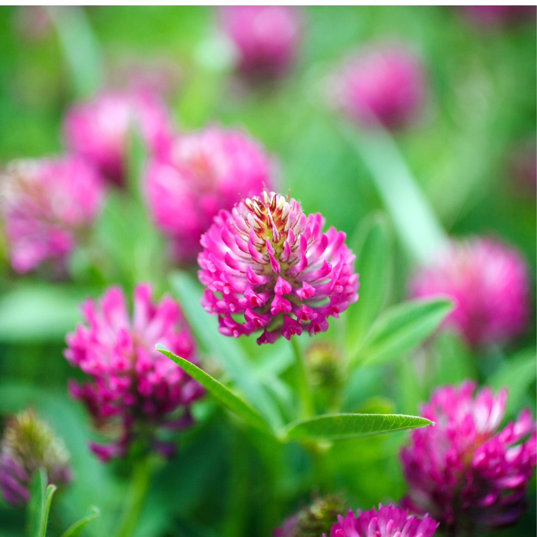 Red Clover - Trifolium pratense