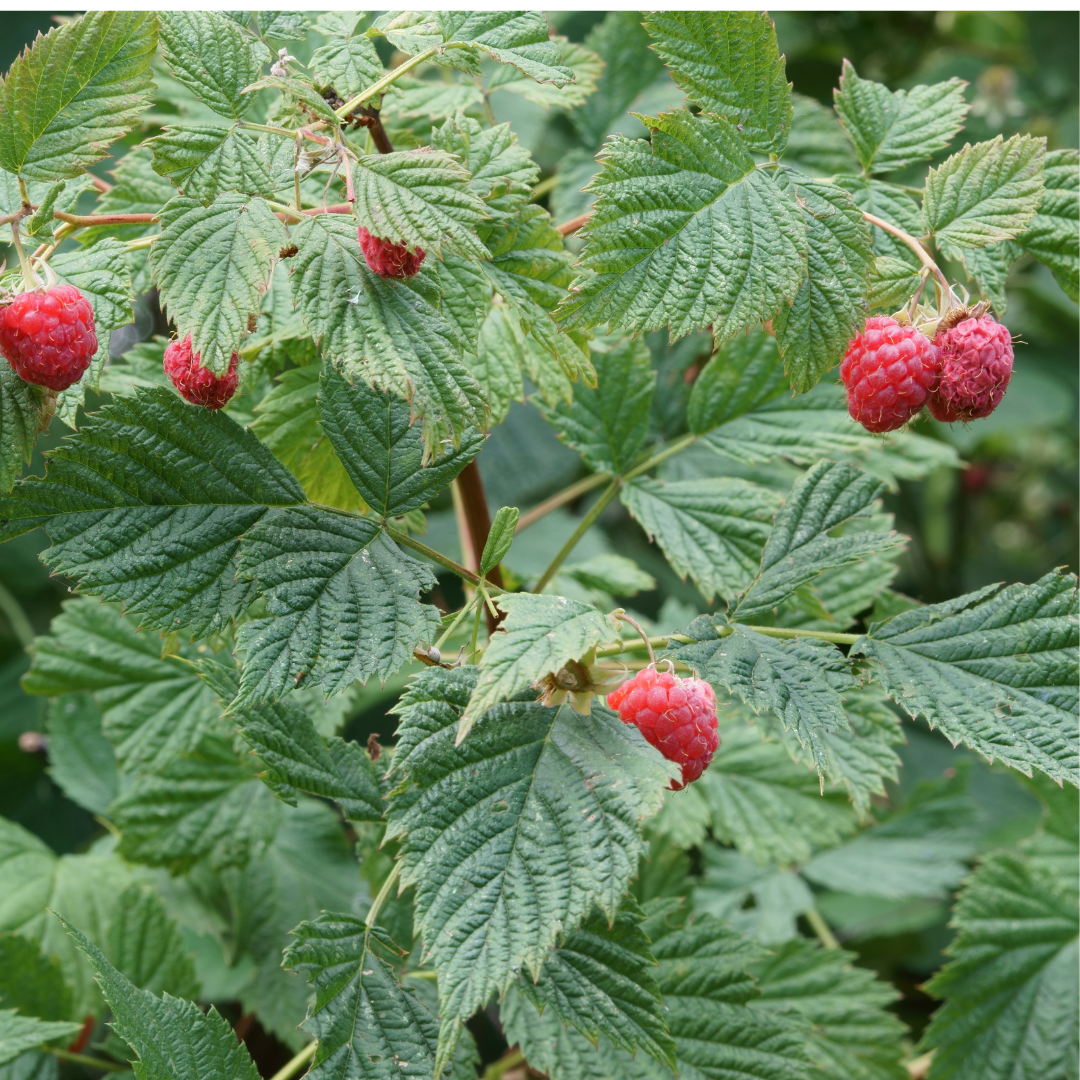 Red Raspberry Leaf - Rubus idaeus