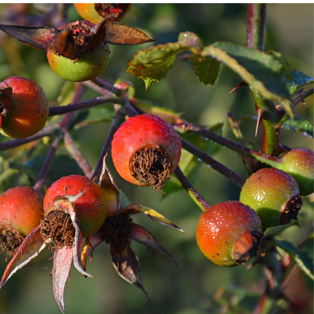 Rosehips - Rosa canina