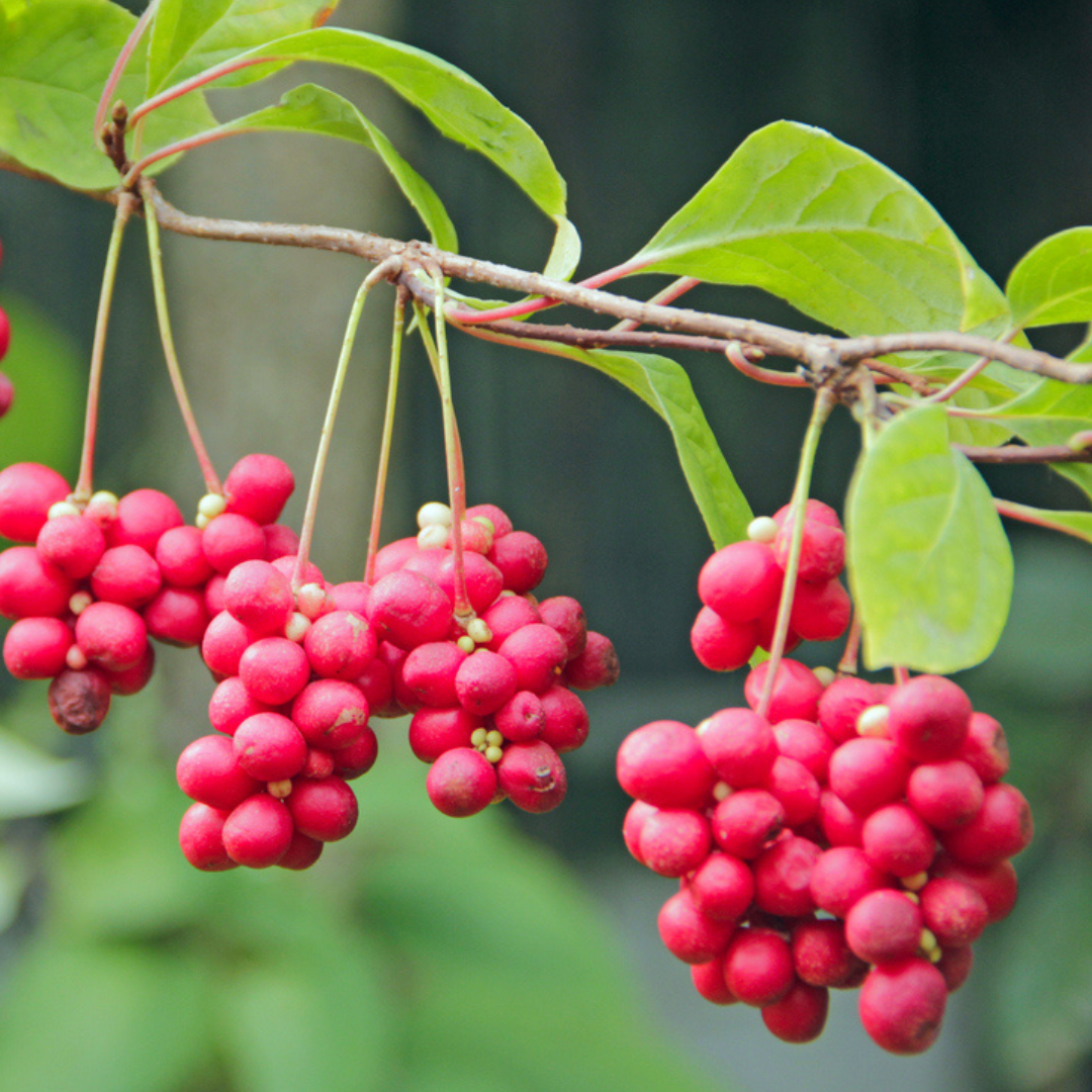 Schisandra Berry - Schisandra chinensis