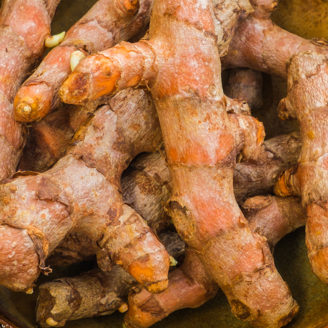 Turmeric Root - Curcuma longa