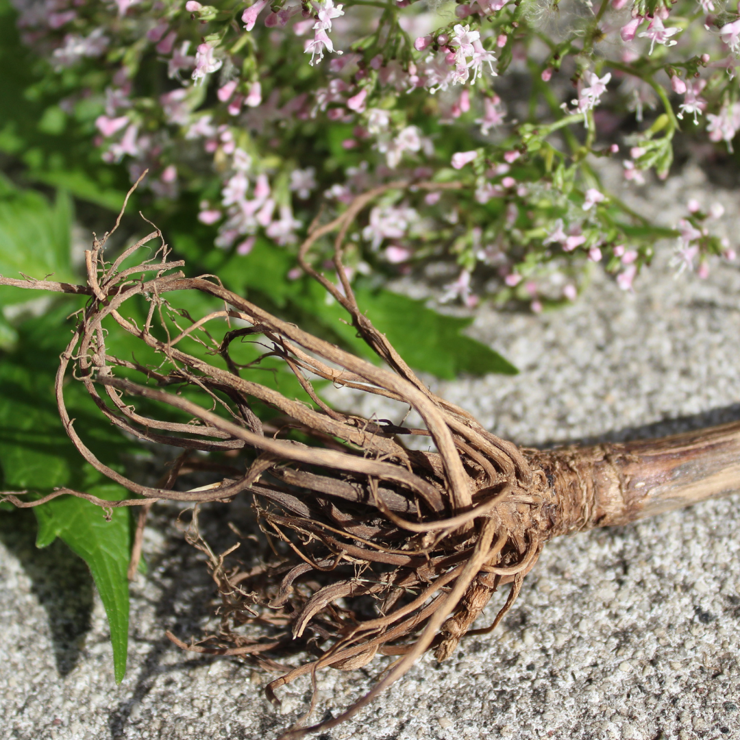 Valerian Root - Valeriana officinalis